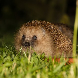 Igel im Gras bei Nacht | © Norbert Parmantye