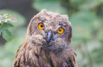 Uhu Jungvogel | © Markus Glässel