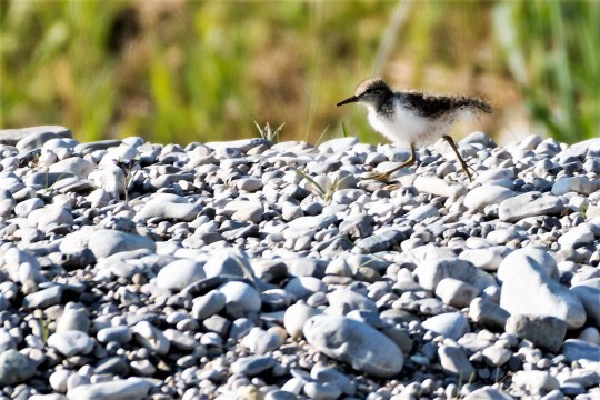Junger Flussuferläufer auf einer Kiesbank | © Fabian Unger