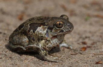 Knoblauchkroete im Sand von der Seite fotografiert |© Frank Derer