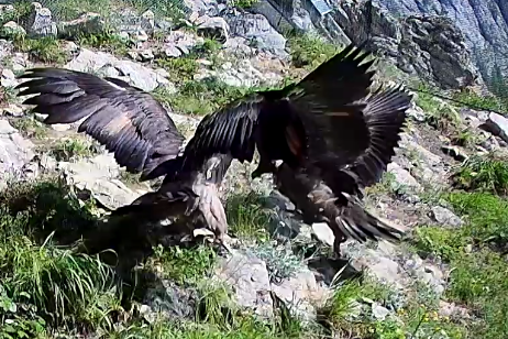 Moderate Konflikte | © Webcam LBV, NPV