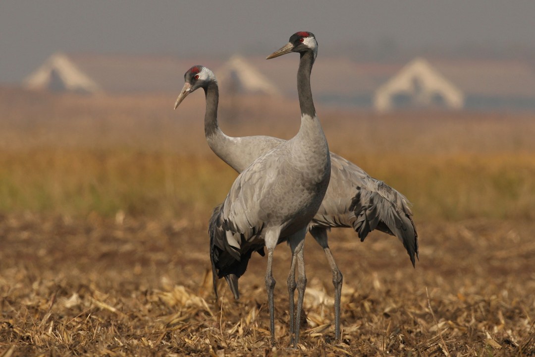 Zwei Kraniche stehen nebeneinander auf einem Feld | © Zdenek Tunka