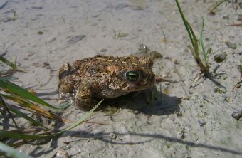 Kreuzkröte im Wasser | © Richard Fischer