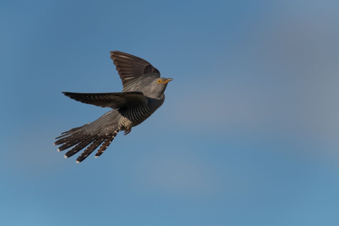 Kuckuck | © Josef Baumgartner