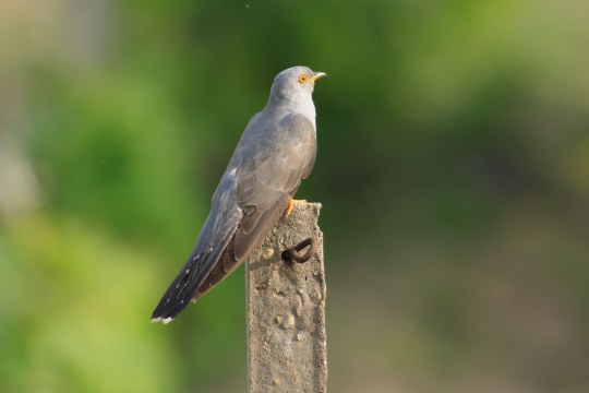 Kuckuck auf Ansitz | © Heinz Tuschl
