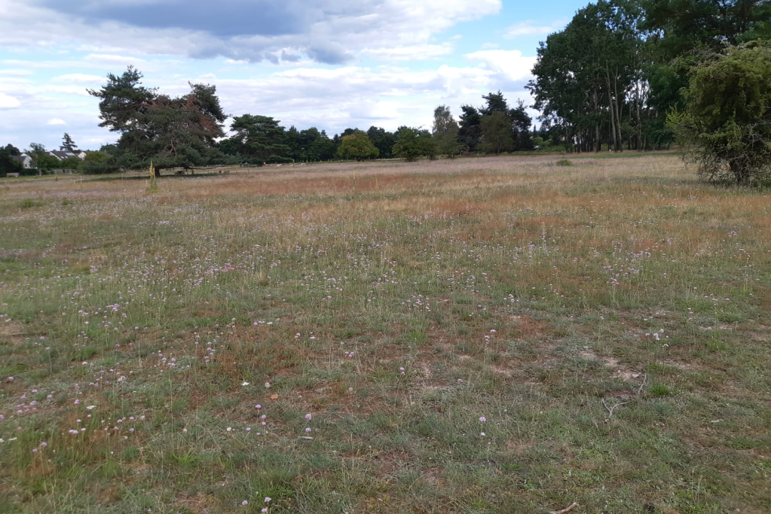 Sandmagerrasen ohne Blüte | © Patricia Danel