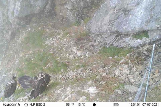 Letztes gemeinsames Foto von Wally und Bavaria von der Fotofalle | © Nationalpark Berchtesgaden/LBV