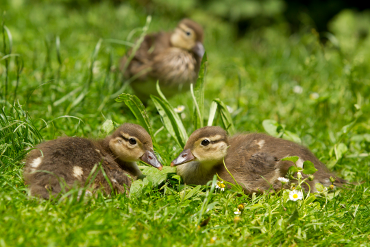 drei Mandarinenten-Küken im Gras | © Rosl Rößner