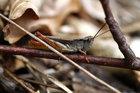 Ochsenau_Steppengrashüpfer | © Jürgen Beck