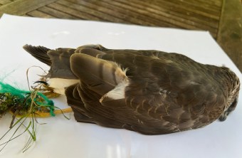 Toter Sperber | © Zeno Bäumler