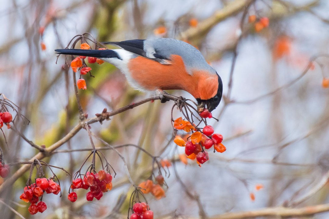 Gimpel frisst Beeren | © Ralph Sturm