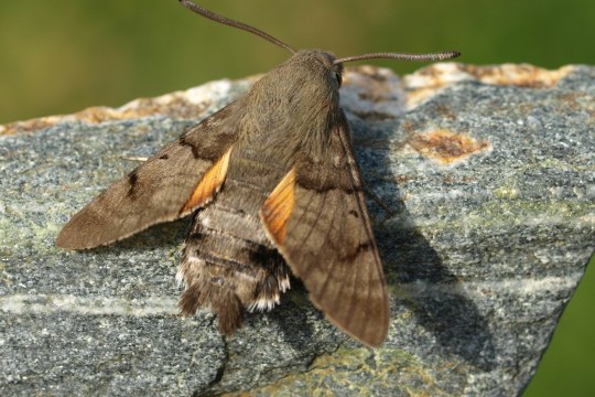 Taubenschwänzchen | © Petra Altrichter