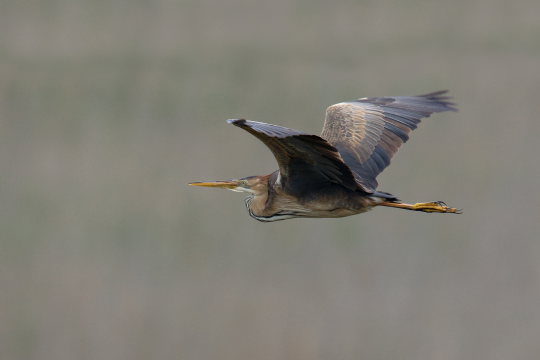 Purpurreiher im Flug | © Frank Derer