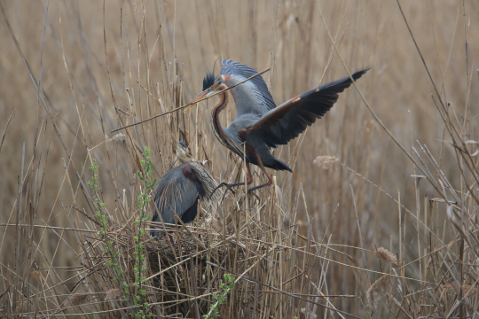 Purpurreiher Paar im Schilfgelege | © Frank Derer