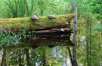 Ein moosbedeckter Baumstamm mit Pilzen spiegelt sich in einem ruhigen Gewässer im Auwald, geschützt vom LBV. | © Dr. Martin Werneyer