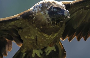 Nahaufnahme von Recka, sie ist bildfüllend zu sehen, die Flügel sind am Bildrand abgeschnitten | © Markus Leitner