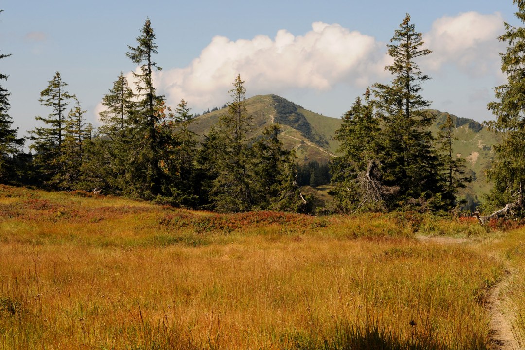 Riedberger Horn im Sommer | © Dr. Eberhard Pfeuffer