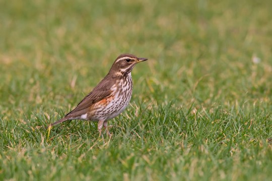 Rotdrossel auf einer Wiese | © Frank Derer
