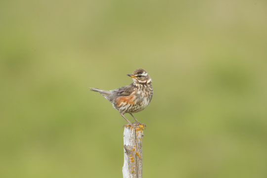 Rotdrossel auf einem Zaunpfahl | © Rosl Rößner