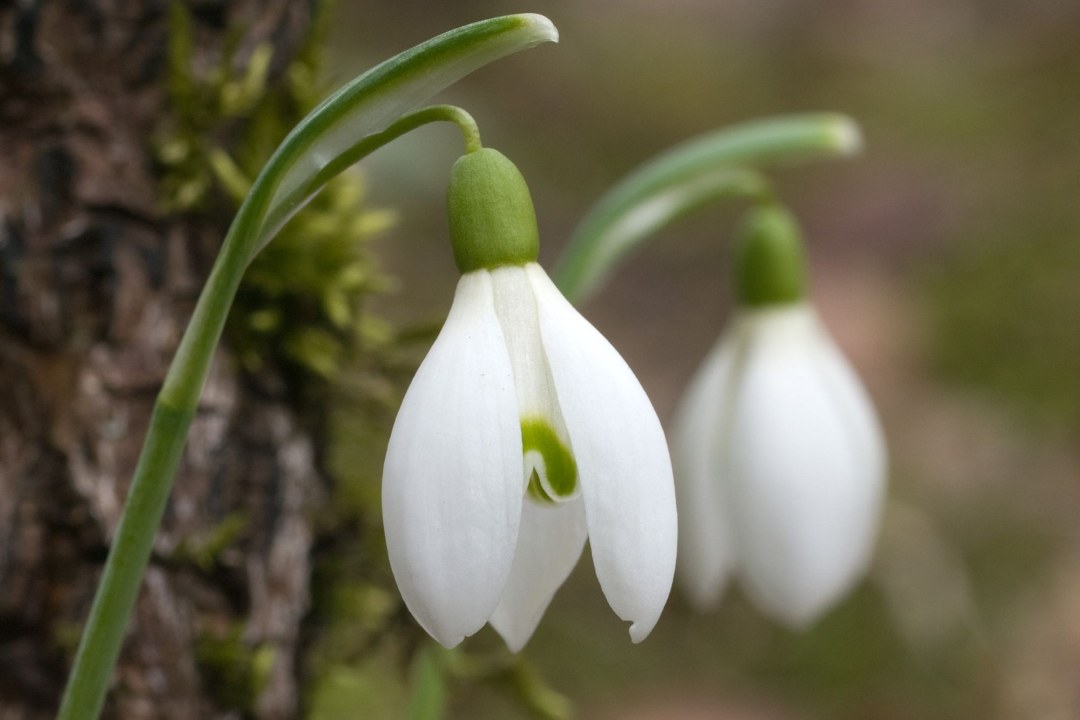 Schneeglöckchen | © Oliver Wittig