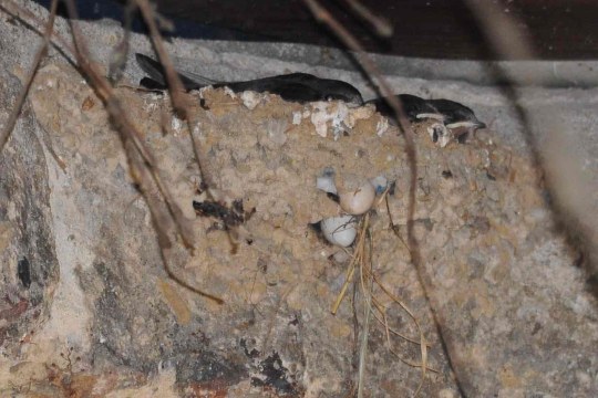 Defektes Schwalbennest | © Rolf Thiemann