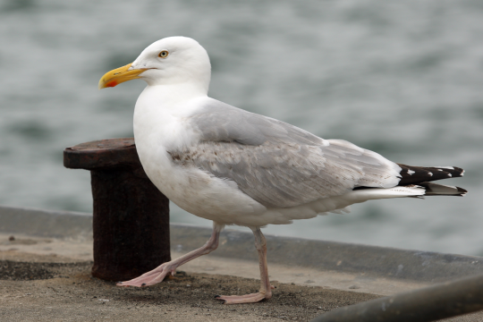 Silbermöwe am Hafen | © Claudia Becher