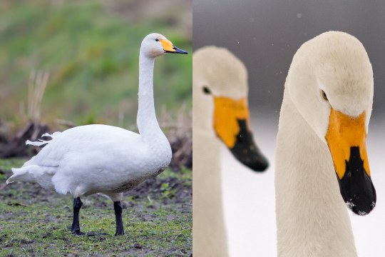 Singschwäne-Collage, links Bild eines kompletten Singschwans, rechts Kopf zweier Singschwäne | © Gunther Zieger/ Clausen Hans