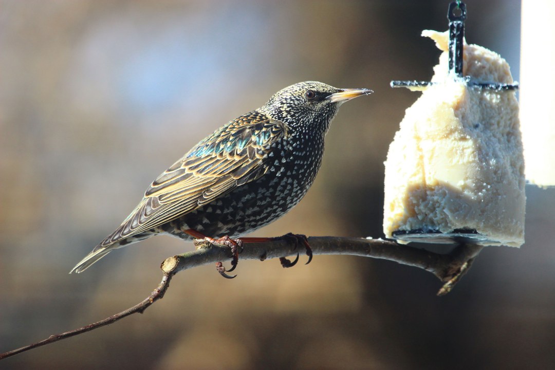 Star sitzt auf einem Ast, vor ihm hängt ein Futterkuchen, der halb aufgefressen ist | © Peter Bria