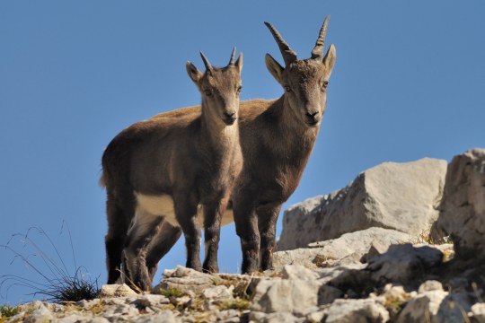 Steinbock Kitz und männlicher Jährling | © Henning Werth
