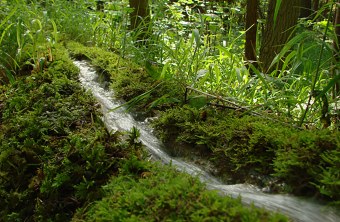 Steinernen Rinne von Wolfsbronn im Projektgebiet | ©Zoran Jokic