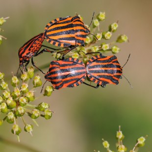 Streifenwanze | © Dr. Eberhard Pfeuffer