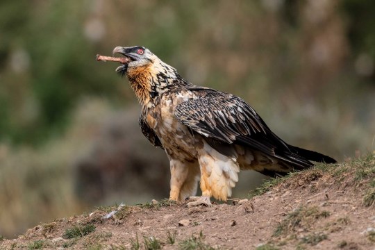 Subadulter Bartgeier verschlingt einen Knochen | © Hansruedi Weyrich