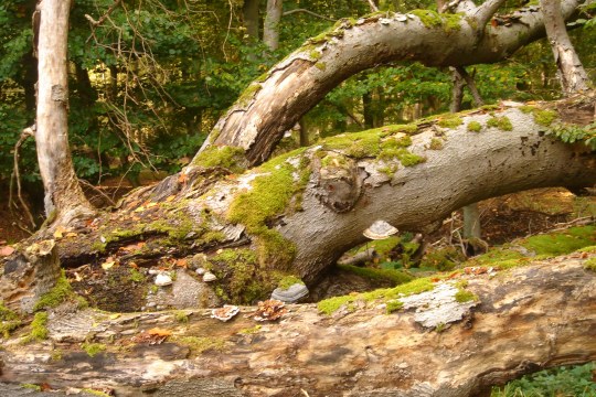 Totholz liegend | © Bernd Raab