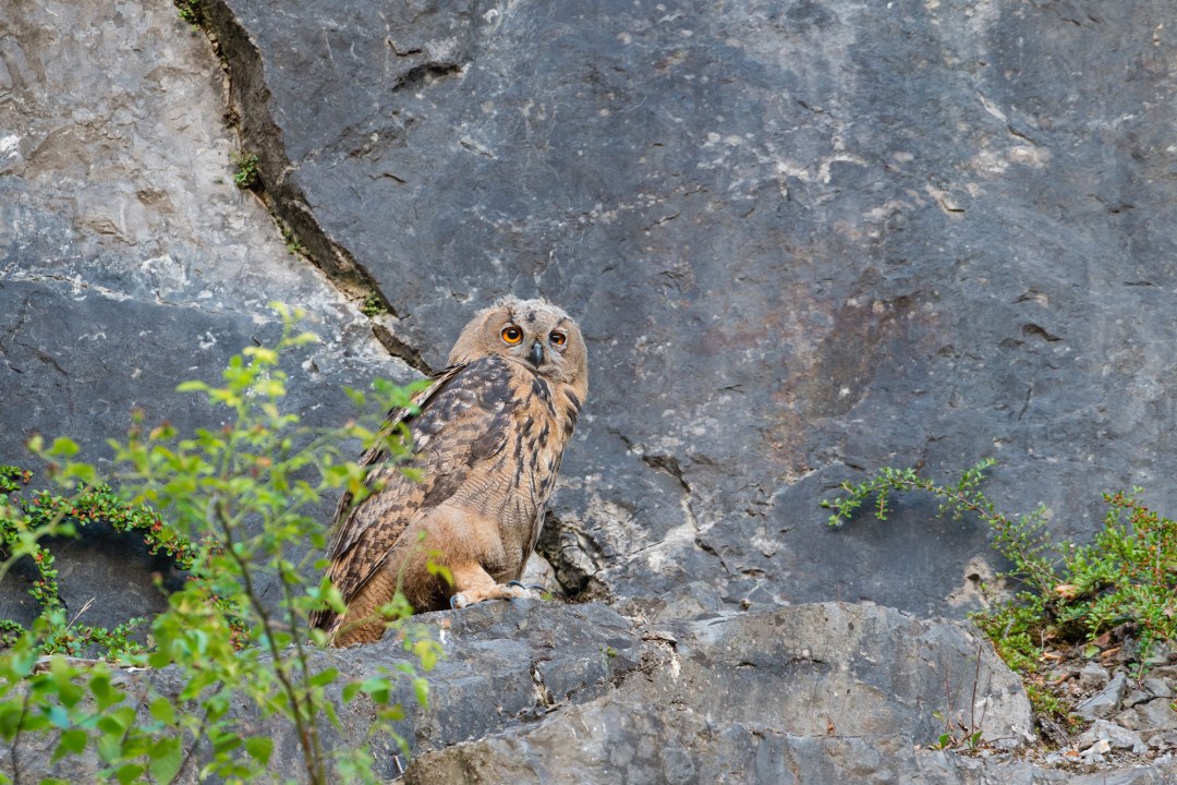Junger Uhu an einer Felswand | © Christoph Bosch