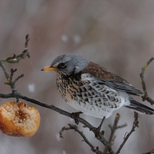 Wacholderdrossel auf einem Ast, daneben hängt ein alter Apfel | © Erwin Taschner