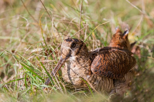 Waldschnepfe liegt in hohem Gras | © Ralf Sturm