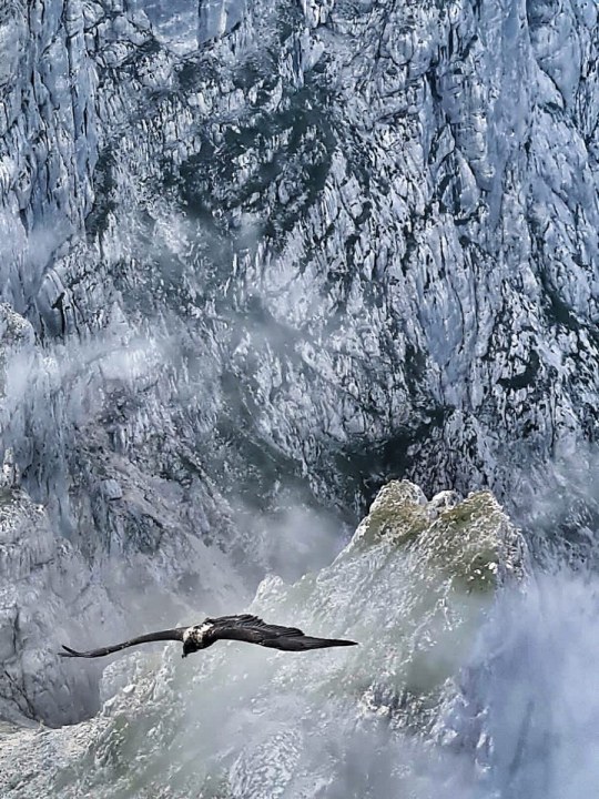 Wally fliegt im Bereich des Wagendrischlhorns | © Karl-Heinz Spitzauer
