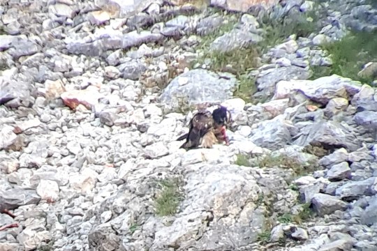 Wally beim Bearbeiten eines Knochenstücks |© David Schuhwerk