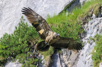 Wally | © Markus_Leitner