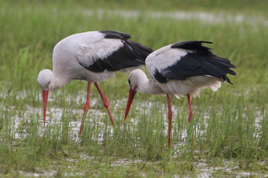Zwei Weißstörche auf einer Wiese suchen nach Futter | © Zdenek Tunka