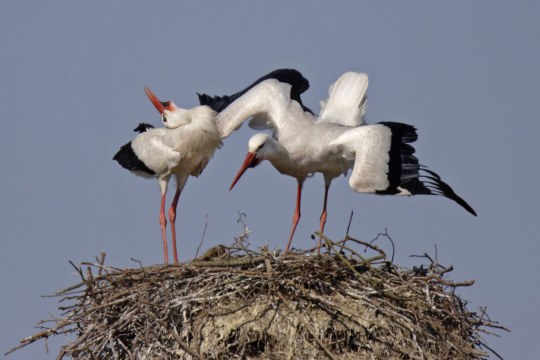 Klapperndes Weißstorchenpaar in seinem Horst | © Marcus Bosch