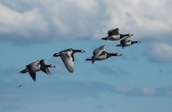 Sechs Weißwangengänse im Flug am blauen Himmel | © Wolfgang Lorenz