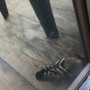 Wiedehopf vor Fenstergitter | © Teresa Schiller