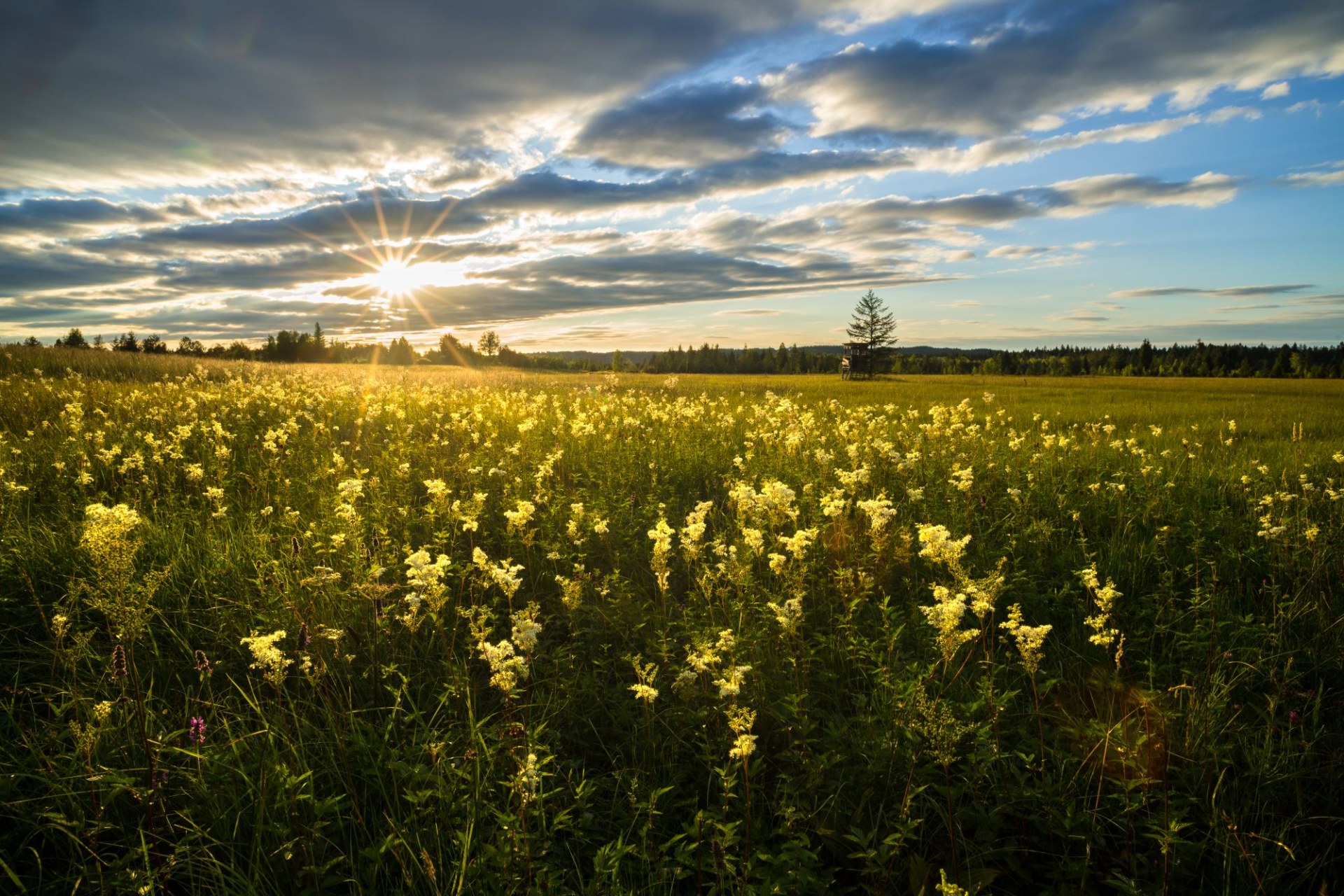 Wiese mit Mädesüß. | © Dr. Olaf Broders LBV Bildarchiv