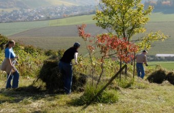 Wiesenmahd | © Sebastian Ribitz