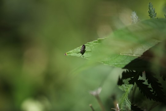 Eine winzige Schmalbiene sitzt auf einem Blatt | © Tarja Richter