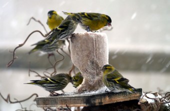 Sieben Erlenzeisige an einem Futterkuchen, es schneit | © Ernst Meier