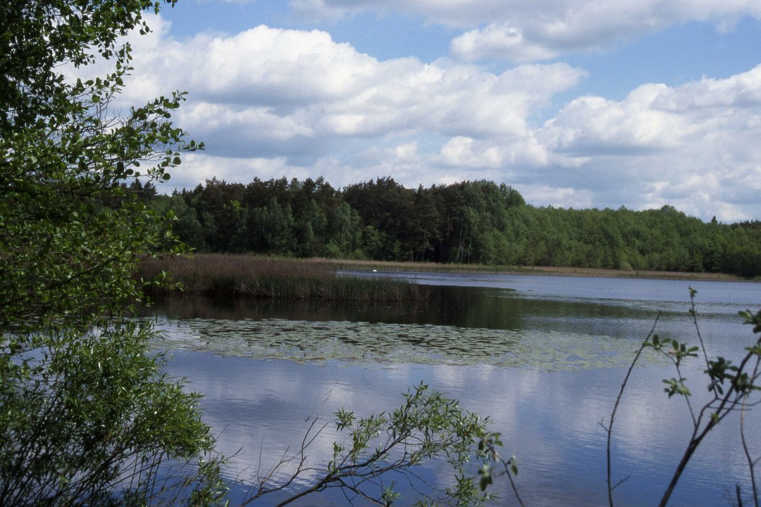 Blick durch Gehölz auf das Charlottenhofer Weihergebiet | © Andreas von Lindeiner