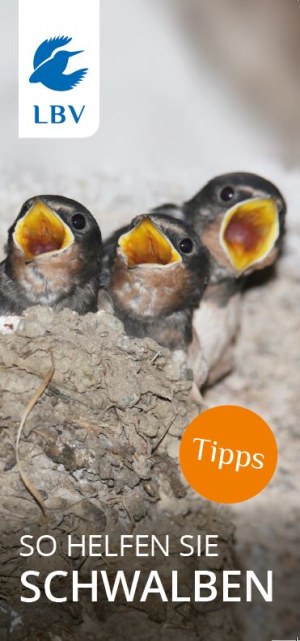 Cover LBV-Faltblatt Schwalben helfen