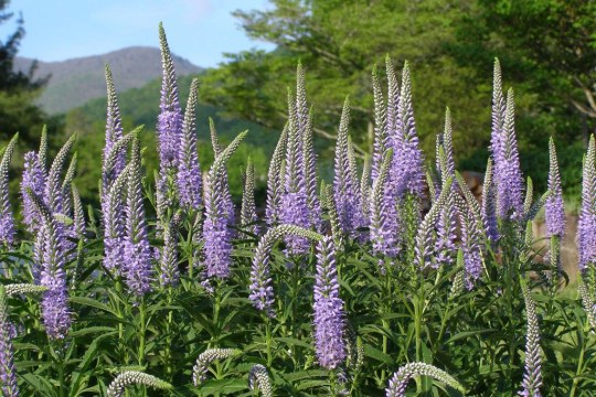 Langblättriger Ehrenpreis | © Melinda Young Stuart